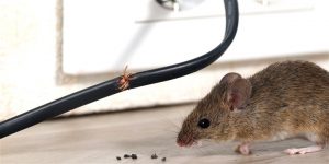 Rodent Control Services in Mumbai